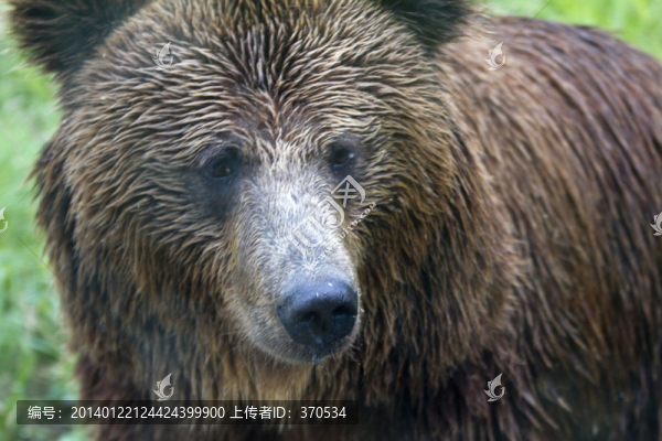 棕熊,狗熊,猛獸,野生動(dòng)物園