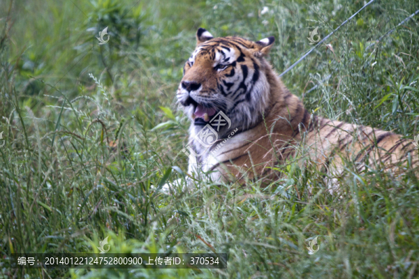 老虎,猛獸,動物,野生動物園