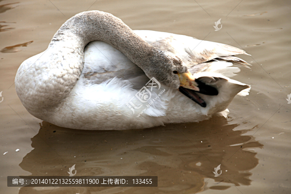 天鵝