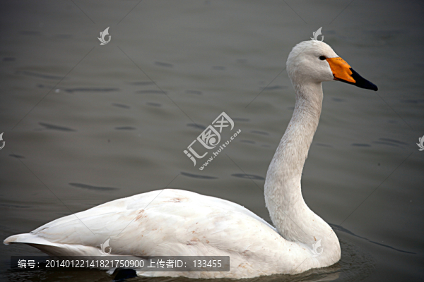 天鵝