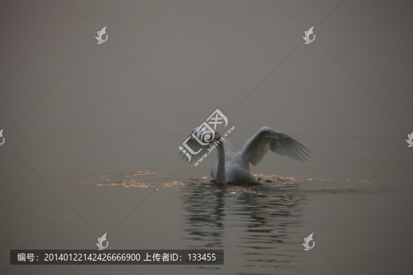 天鵝