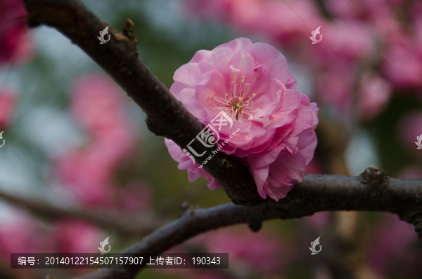 桃花jpg