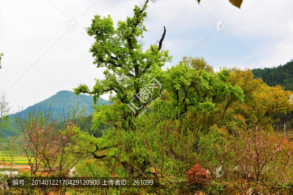 樹（高清）
