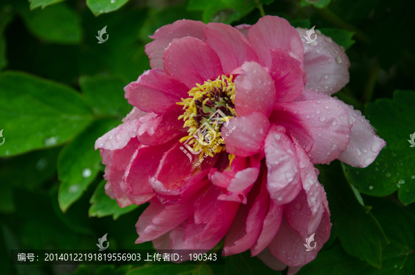 牡丹花jpg