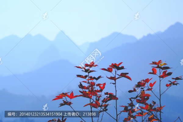 紅葉