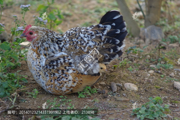 母雞,小雞