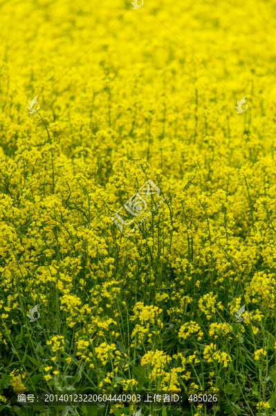 油菜花兒開
