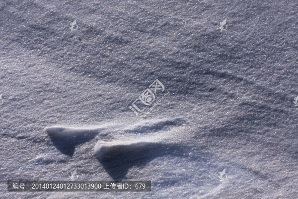 雪地,白雪