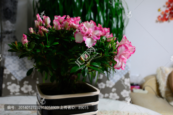 杜鵑花