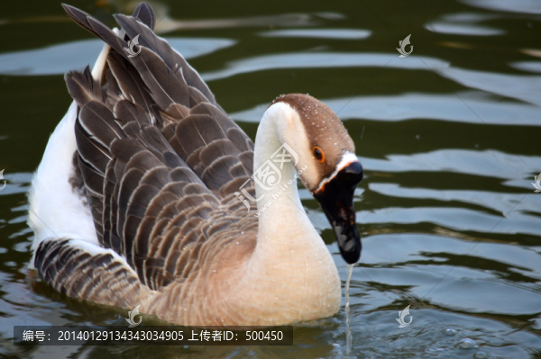 鵝
