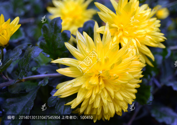 菊花