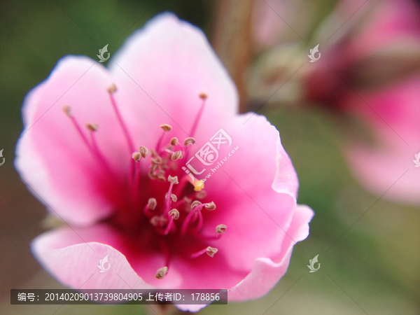 桃花