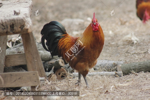 公雞