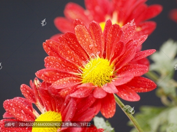菊花圖片
