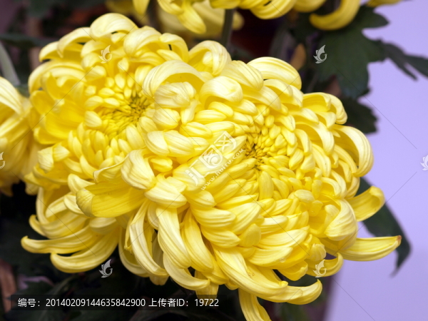 菊花圖片