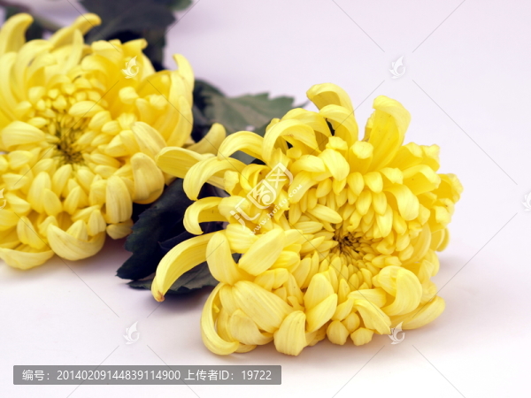 菊花圖片