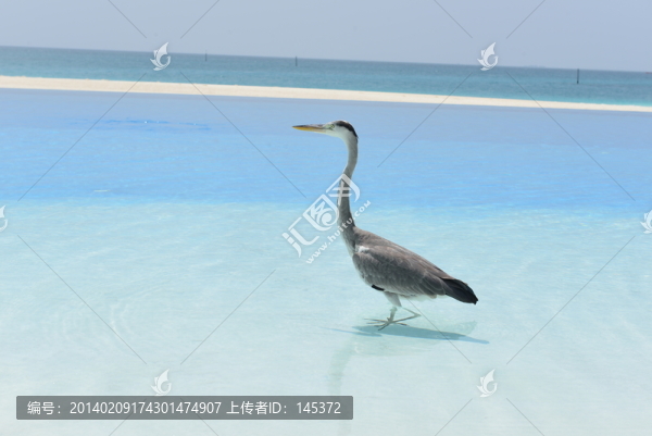水鳥