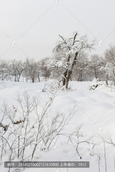 冬雪