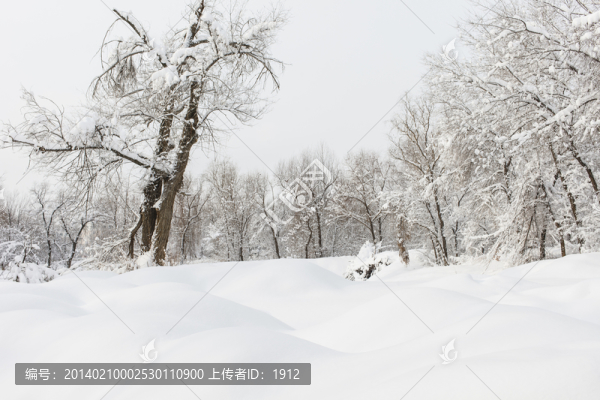 樹林