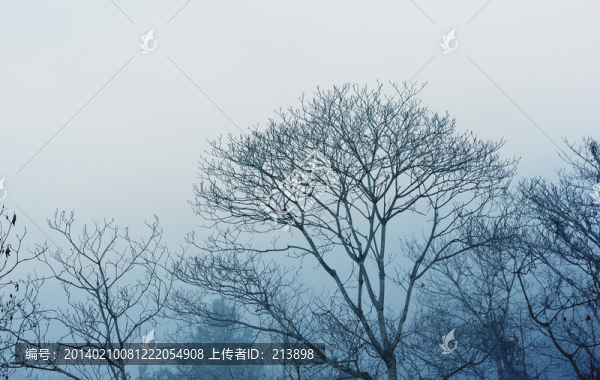 樹丫