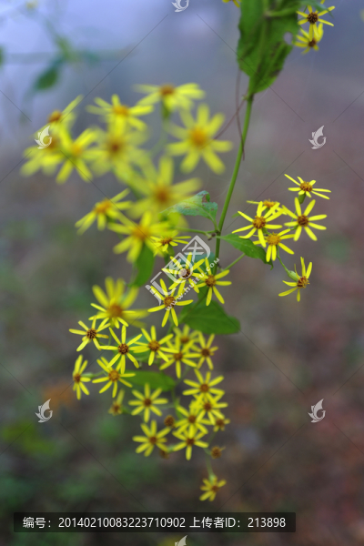 花