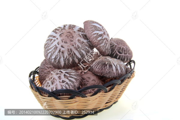 食用菌
