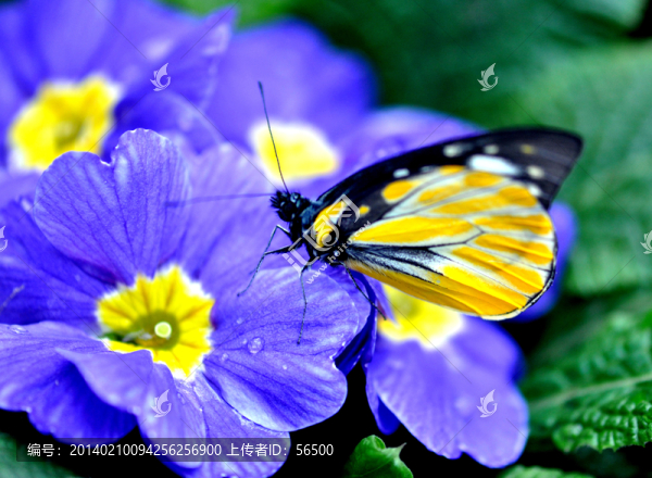 蝶戀花