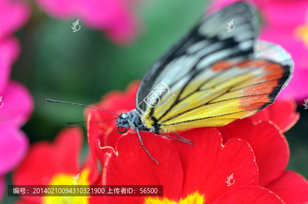 蝶戀花