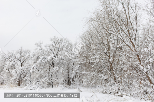 樹林