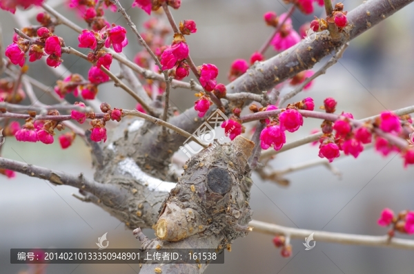 梅花綻放,,梅花枝