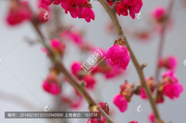 梅花,,梅花枝