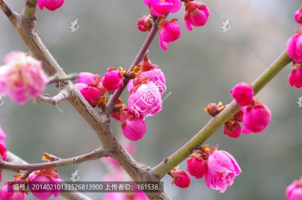 梅花