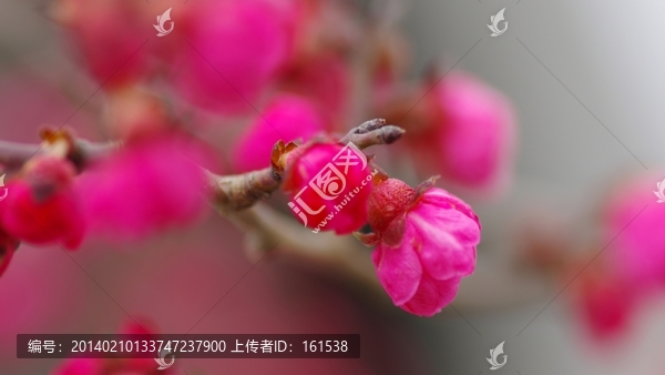 梅花,,水平構(gòu)圖