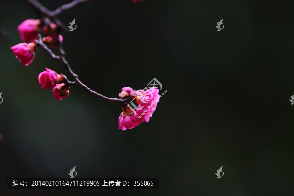 紅梅