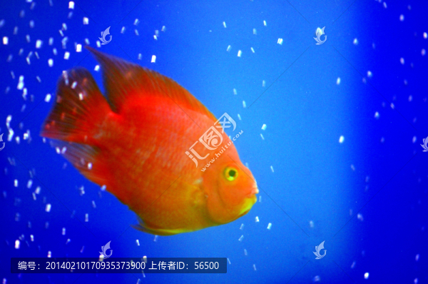 鸚鵡魚