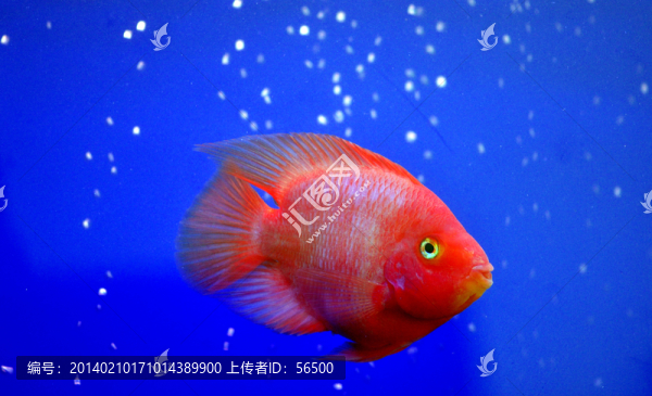 鸚鵡魚