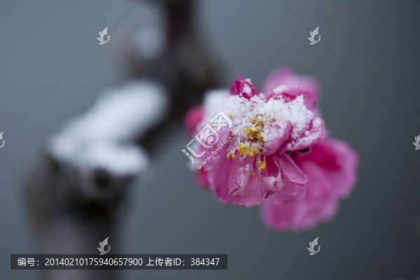 紅梅花開