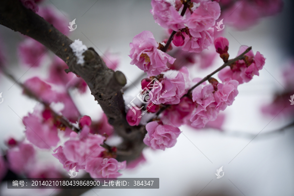紅梅花開(kāi)