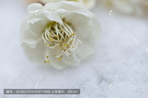紅梅花開(kāi)