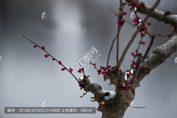 紅梅花開