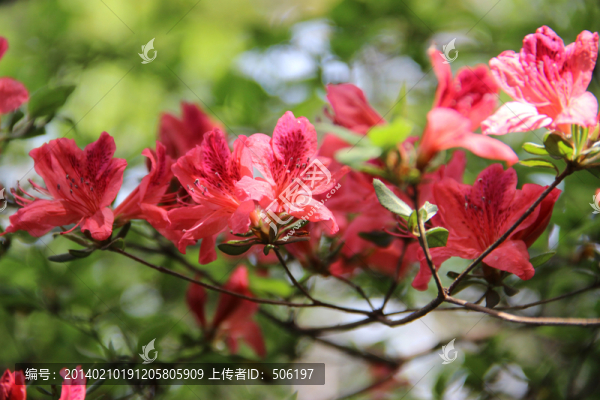 映山紅