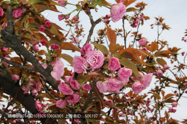 櫻花