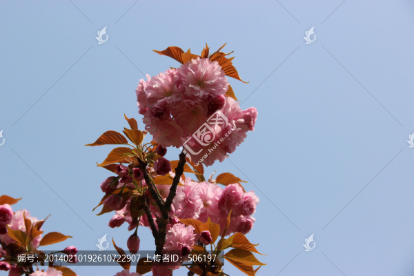 櫻花