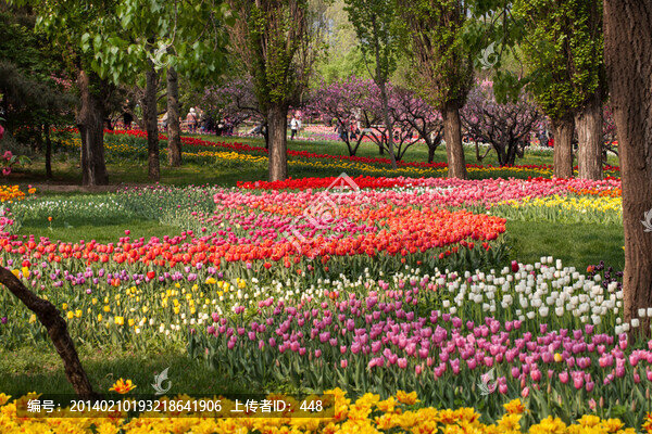 郁金香花園