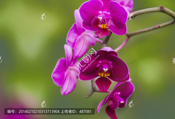 蝴蝶蘭