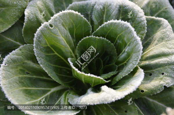 霜花青菜