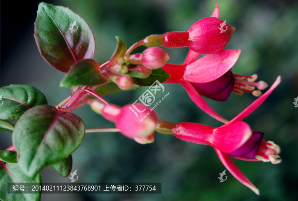 花卉