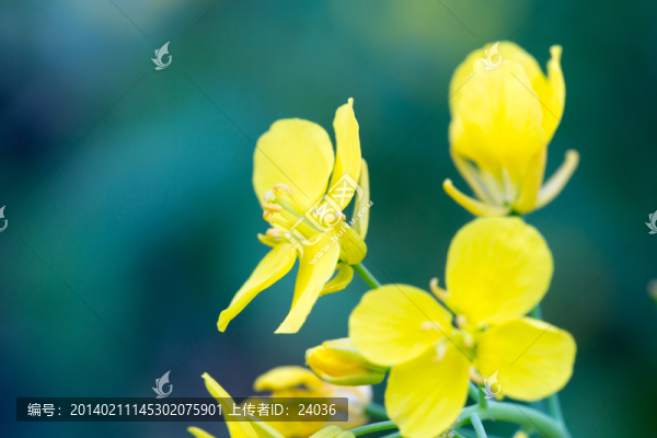 油菜花,微距花卉攝影