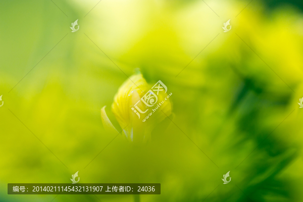 油菜花