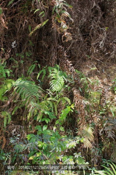 仙湖植物園山坡上的草